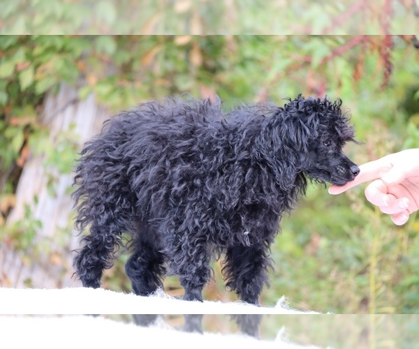 Medium Photo #11 Poodle (Toy) Puppy For Sale in DYERSBURG, TN, USA