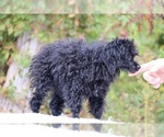 Small #10 Poodle (Toy)