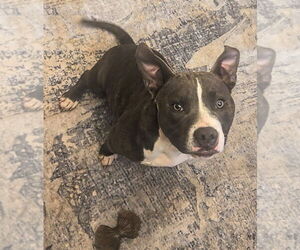 American Pit Bull Terrier Dogs for adoption in Stanhope, NJ, USA