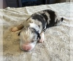 Small Photo #16 Australian Shepherd Puppy For Sale in SALISBURY, NC, USA