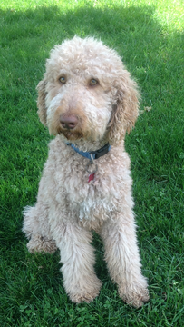 Medium Photo #1 Saint Berdoodle Puppy For Sale in EAST LIVERPOOL, OH, USA