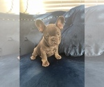 Small Photo #7 French Bulldog Puppy For Sale in SOUTHLAKE, TX, USA
