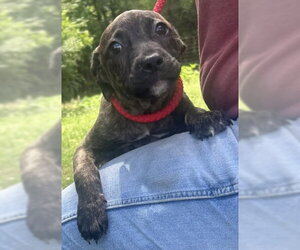Bulldog-Labrador Retriever Mix Dogs for adoption in Wetumpka, AL, USA