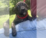 Small Bulldog-Labrador Retriever Mix