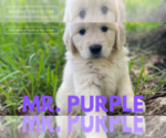 Small #4 English Cream Golden Retriever