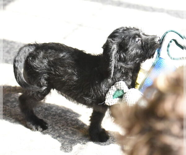 Medium Photo #6 Labrador Retriever-Unknown Mix Puppy For Sale in Mechanicsburg, PA, USA