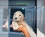 Puppy Snowball Goldendoodle