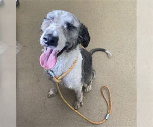 Bernedoodle Dogs for adoption in Derwood, MD, USA