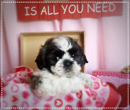 Medium Photo #1 Shih Tzu Puppy For Sale in CHILLICOTHE, OH, USA