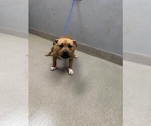 Staffordshire Bull Terrier-Unknown Mix Dogs for adoption in Las Vegas, NV, USA