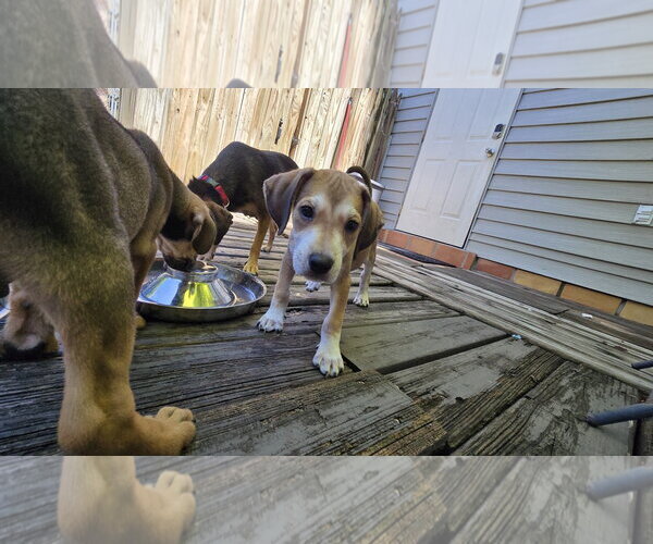 Medium Photo #2 Beagle-Unknown Mix Puppy For Sale in Tampa, FL, USA