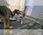 Small #1 Beagle Mix