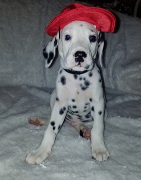 Medium Photo #1 Dalmatian Puppy For Sale in BEECH GROVE, IN, USA