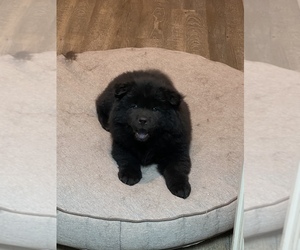 Chow Chow Puppy for sale in VICTORVILLE, CA, USA