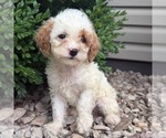 Small #2 Cavapoo (Miniature)