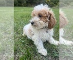 Small #32 Poodle (Miniature)