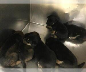 Doberman Pinscher-Unknown Mix Dogs for adoption in Riverside, CA, USA