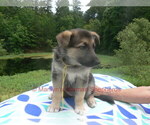 Small #4 German Shepherd Dog