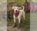 Small #5 Labrador Retriever