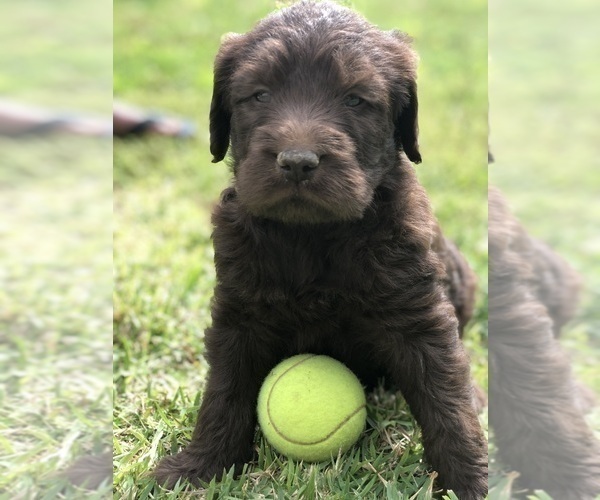 Medium Photo #5 Labradoodle Puppy For Sale in JARRELL, TX, USA