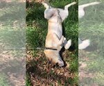 Small #1 Huskies -Labrador Retriever Mix