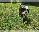 Small #8 Cavalier King Charles Spaniel
