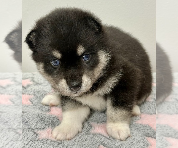 Medium Photo #4 Pomsky-Shiba Inu Mix Puppy For Sale in NASHUA, NH, USA