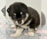 Small #3 Pomsky-Shiba Inu Mix