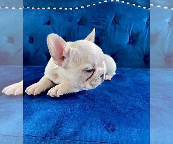 Medium Photo #13 French Bulldog Puppy For Sale in NEW YORK, NY, USA