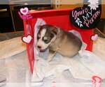Small Photo #2 Siberian Husky Puppy For Sale in TERRE HAUTE, IN, USA