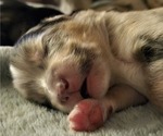 Puppy Fatso Miniature Australian Shepherd-Pomsky Mix