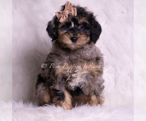 Medium Goldendoodle (Miniature)