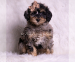 Puppy Enzo Goldendoodle (Miniature)
