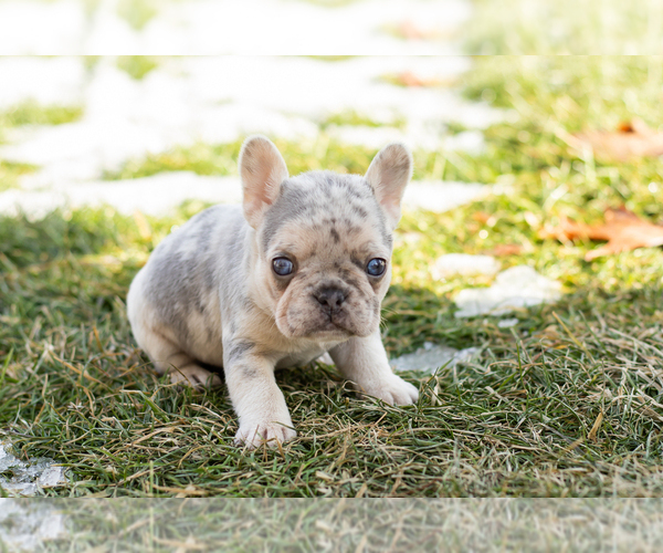 Medium Photo #3 French Bulldog Puppy For Sale in NAPPANEE, IN, USA