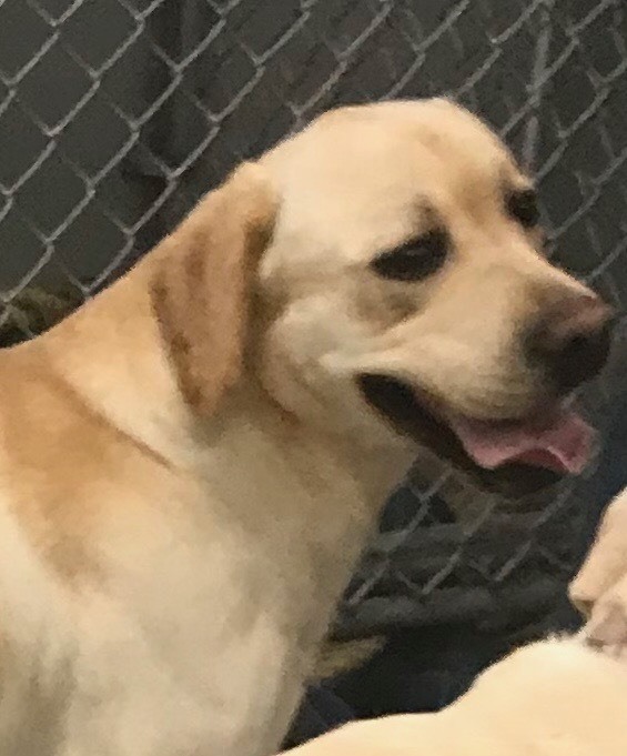 Medium Photo #3 Labrador Retriever Puppy For Sale in MONONGAHELA, PA, USA