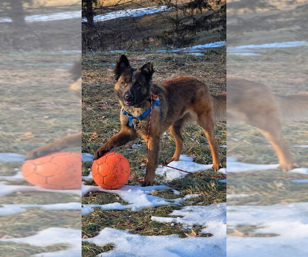 Medium Photo #3 Mutt Puppy For Sale in Imlay City, MI, USA