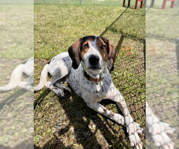 Medium Photo #3 Mutt Puppy For Sale in Webster, WI, USA