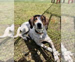 Small Photo #3 Mutt Puppy For Sale in Webster, WI, USA