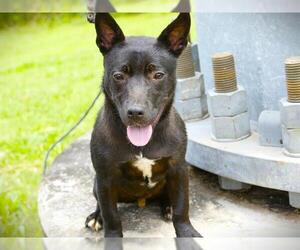 German Shepherd Dog-Pembroke Welsh Corgi Mix Dogs for adoption in Tallahassee, FL, USA