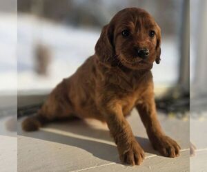 Irish Doodle (Miniature) Puppy for sale in NEW HOLLAND, PA, USA