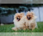 Small Photo #11 Pomeranian Puppy For Sale in WOOD DALE, IL, USA