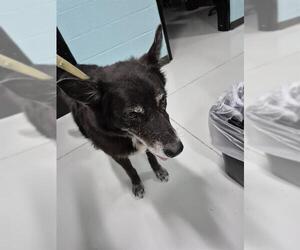 Siberian Husky Dogs for adoption in Temple, TX, USA