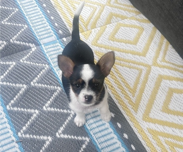 Medium Photo #8 Chorkie Puppy For Sale in SOUTH BEND, IN, USA