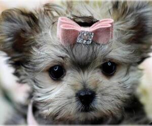 Maltipoo Puppy for sale in THONOTOSASSA, FL, USA