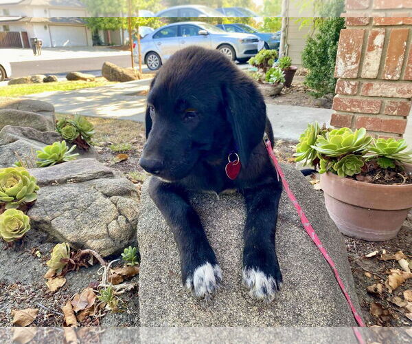 Medium Photo #3 Labrador Retriever-Unknown Mix Puppy For Sale in Clovis, CA, USA