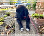 Small #2 Labrador Retriever Mix