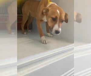 Mutt Dogs for adoption in Baytown, TX, USA