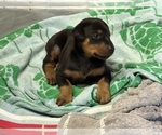 Small #10 Doberman Pinscher