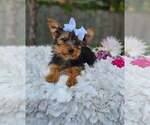 Small #1 Yorkshire Terrier