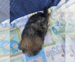 Small #3 Shih Apso-Shih Tzu Mix